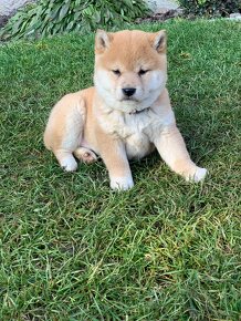 Shiba inu - 3