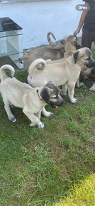 KANGAL pastevecký pes AkCE - 3