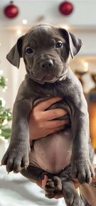 American Bully XL Angie - 3