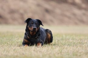 Beauceron s PP - 3