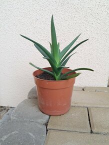 Sazenice aloe vera - 3