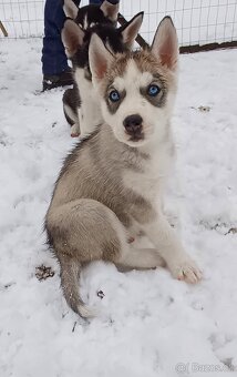 Sibiřský husky štěňátka bez PP - 3