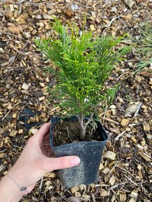 Thuja occidentalis SMARAGD 20-40cm - Thuje, Tuje, Tuja - 3