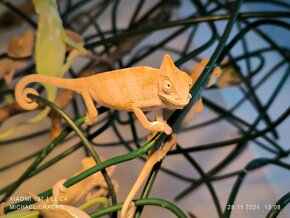 Prodám Chameleon jemenský - Chameleo calyptratus - 3