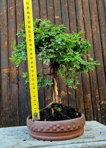 Bonsai, Bonsaj - Mochna 9 - 3
