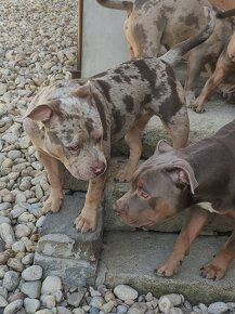 American Bully s PP - 3