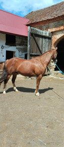 VALACH QUARTER  HORSE - 3