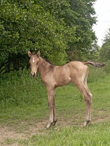 Lusitano hřebeček - 3