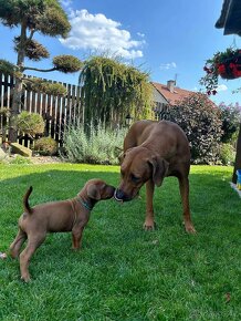 Nestandardní pejsek Rhodéský ridgeback - 3