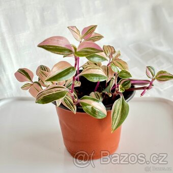 Voděnka, Tradescantia "Quadricola", baby - 3