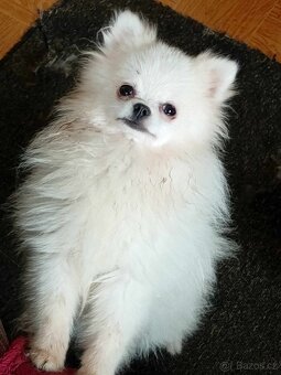 Luxusní Fenečka Pomeranian Mini - pouze na mazlíčka - 3