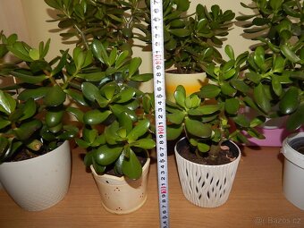 Tlustice pokojová rostlina (Crassula ovata) - 3