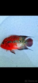 Flowerhorn Red King Kamfa F3 - 3