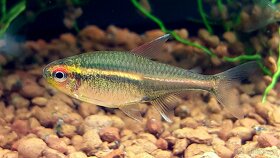 Tetra žhavá ( Hemigrammus erythrozonus) - 3