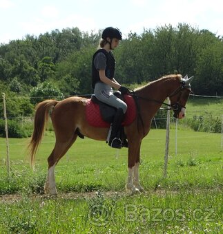 Welsh pony do sportu - 3