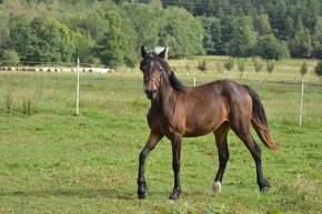 Welsh cob - klisna - 3