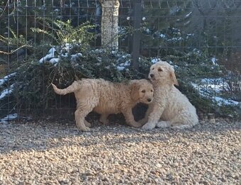 Goldendoodle - 3