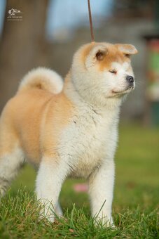 Akita inu s PP odběr ihned  - 3