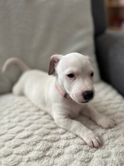 Jack russel teriér štěňátka k odběru ihned - 3