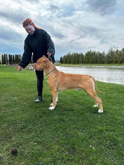 Krytí AmericanBully XXL - 3