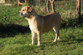 boerboel ballotada - SAFRON-6 měsíců   , s PP - 3