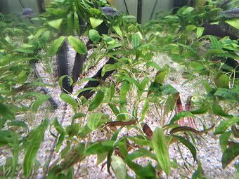 Akvarijní rostliny Kryptokoryna červená Cryptocoryne affinis - 3