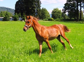 Hřebeček pony - 3