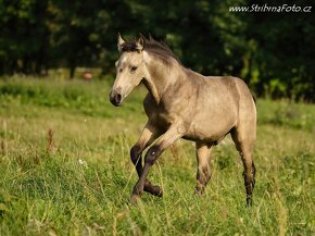 100%FPD Appaloosa hrebeček - 3