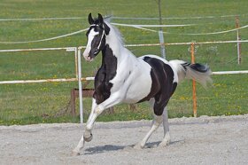 Barokní pinto - homozygotní hřebec k připouštění - 3