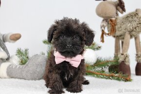 YorkiePoo - 3