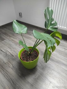 Monstera deliciosa - 3