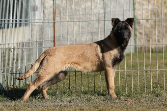 Belgický ovčák malinois - 4 měsíční fenka - 3