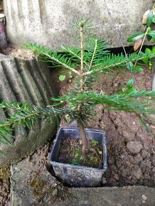 Zajímavě rostlá jedle bělokorá pro bonsai - 3