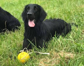 Flat coated retriever s PP - 3