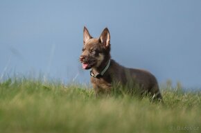 Australská kelpie - 3