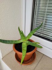 Aloe - 3