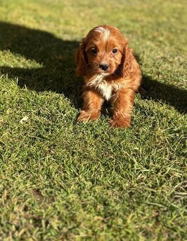 Cavapoo - 3