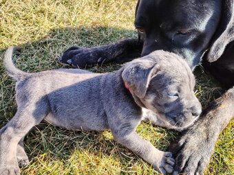 Prodám štěňátka Cane Corso s PP - 3