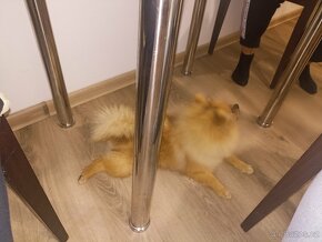 Pomeranian - 3