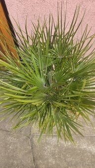 palma chamaerops humilis - 3