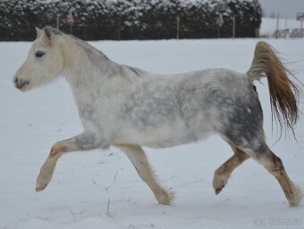 Welsh mountain pony - klisna - 3