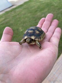 Želva vroubená - Testudo marginata - 3