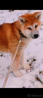 Akita Inu - 3