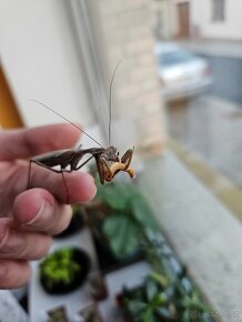 Prodám samce sphodromantis viridis - 3