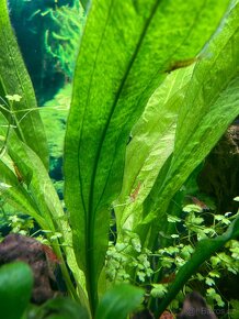 Akvarijní krevety (Neocaridina David) - 3