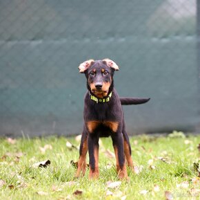 Štěňata francouzského ovčáka Beaucerona z PP - 3