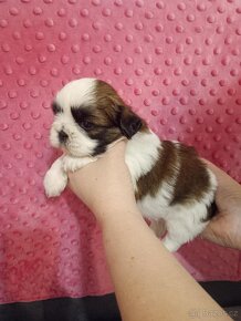 Shih Tzu - 3