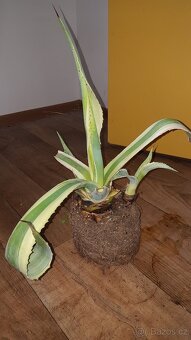 Prodam panasovana agave - 3