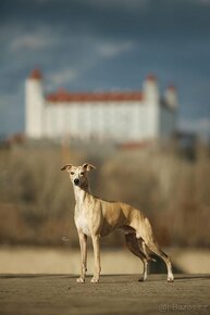 Whippet / vipet s PP - 3