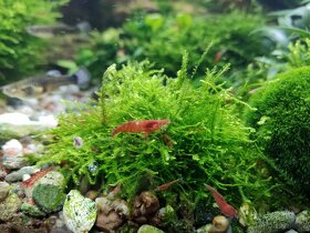 Krevetky - Red cherry - Neocaridina davidi - 3